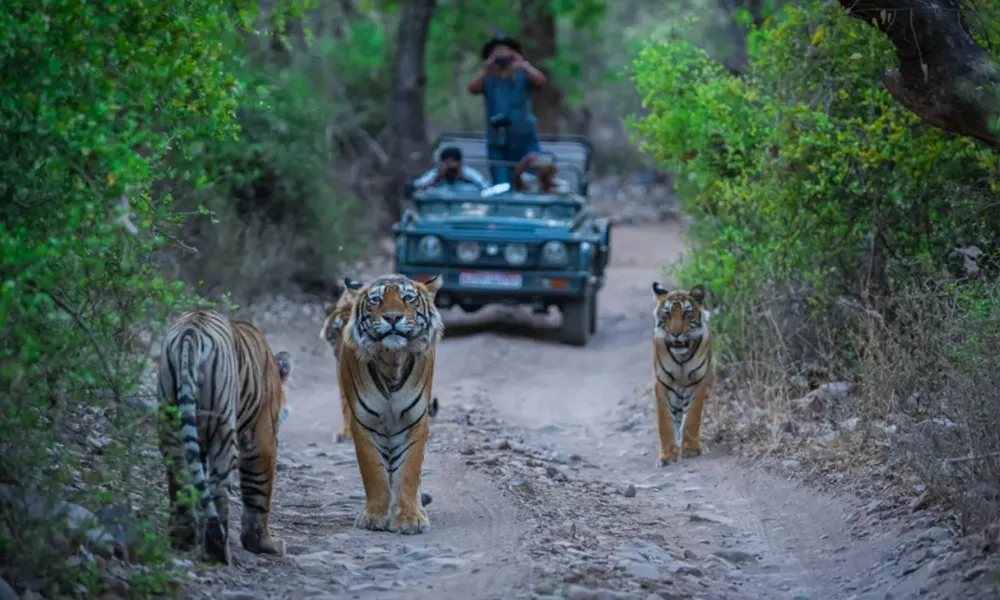 Jim Corbett Tour Package